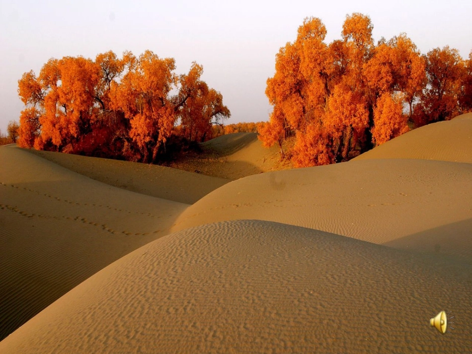 西风胡杨课件_第3页