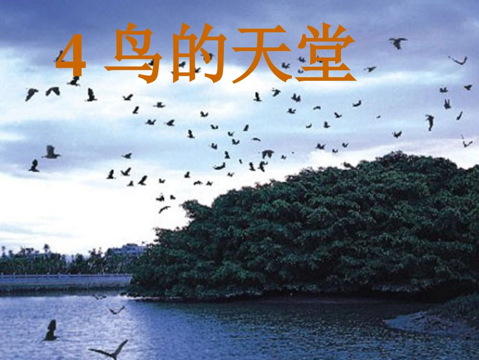 《鸟的天堂》课件1__(恢复)_第1页