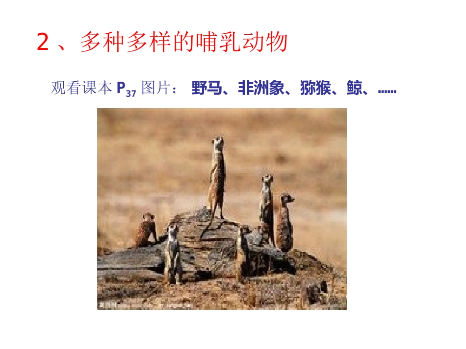 第五单元第一章第七节哺乳动物_第3页