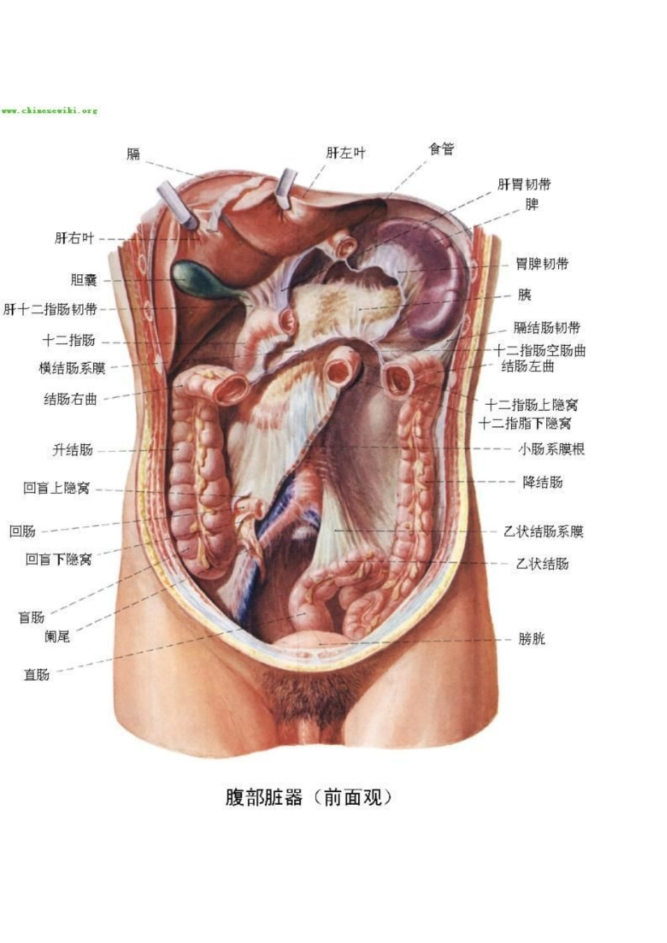 人体内脏器官分布图_第2页