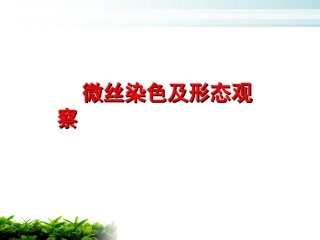 实验8 微丝染色及形态观察
