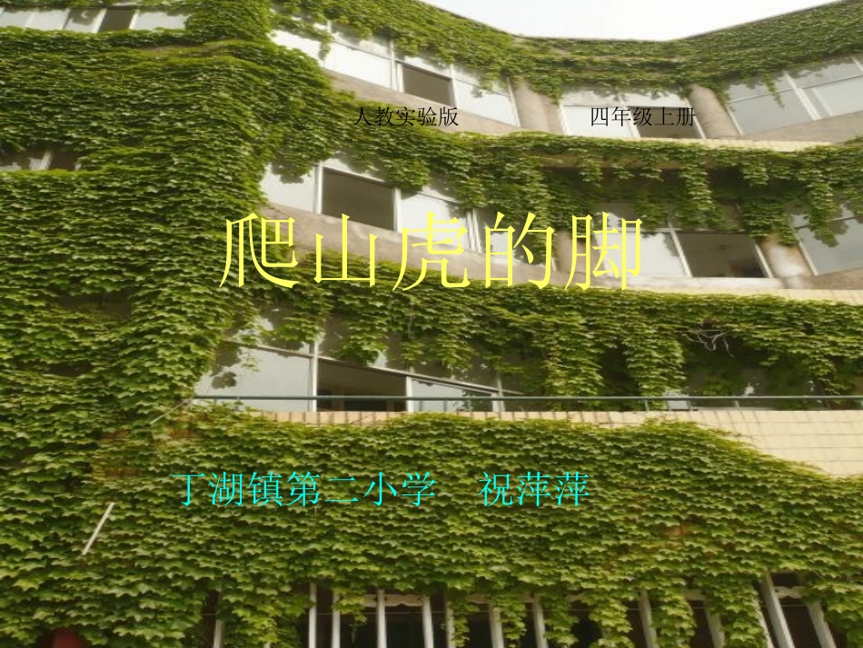 《爬山虎的脚》课件_第1页