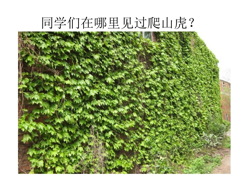 《爬山虎的脚》课件_第2页