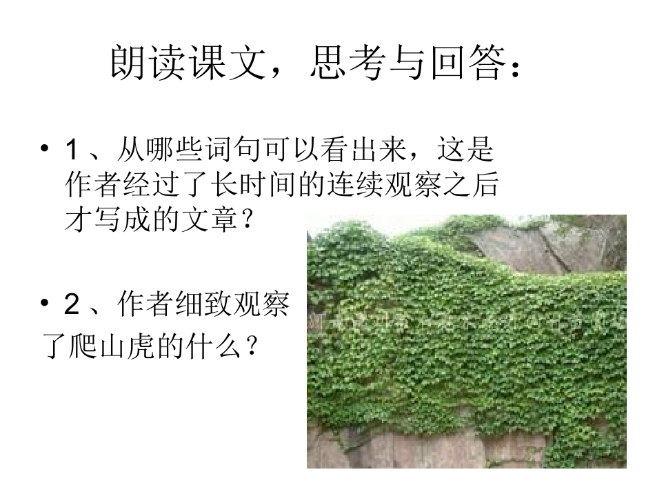 《爬山虎的脚》课件_第3页