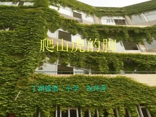 《爬山虎的脚》课件