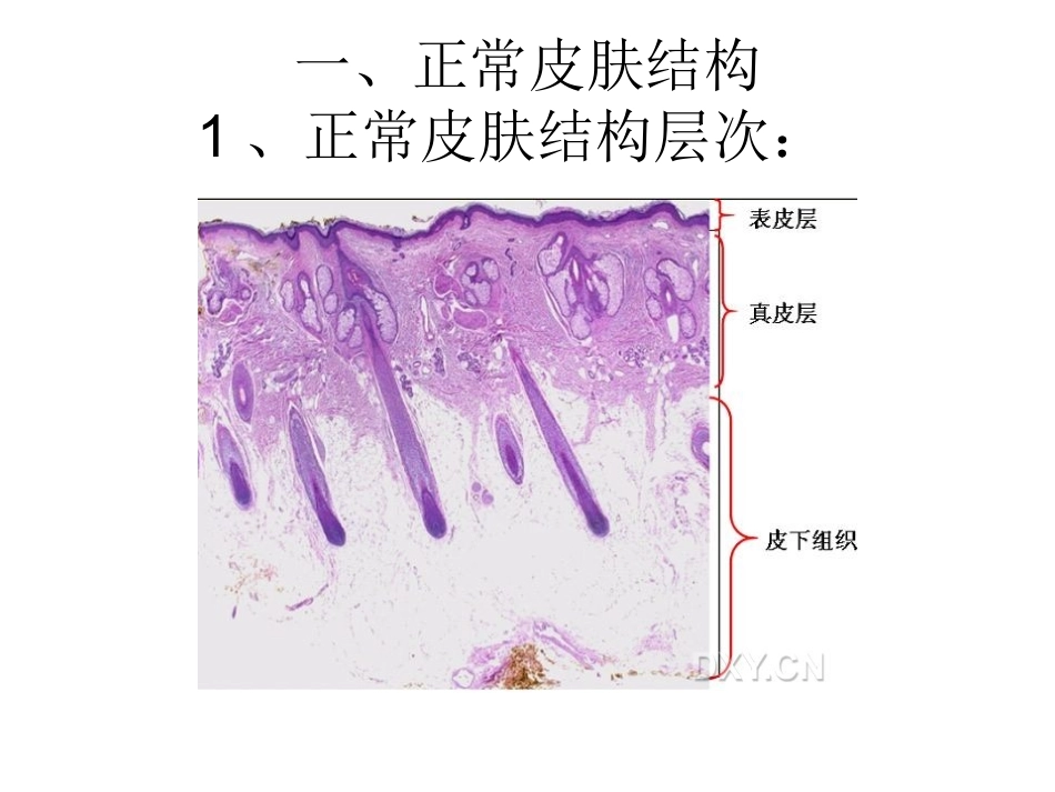 皮肤病理知识从入门到高级_第2页