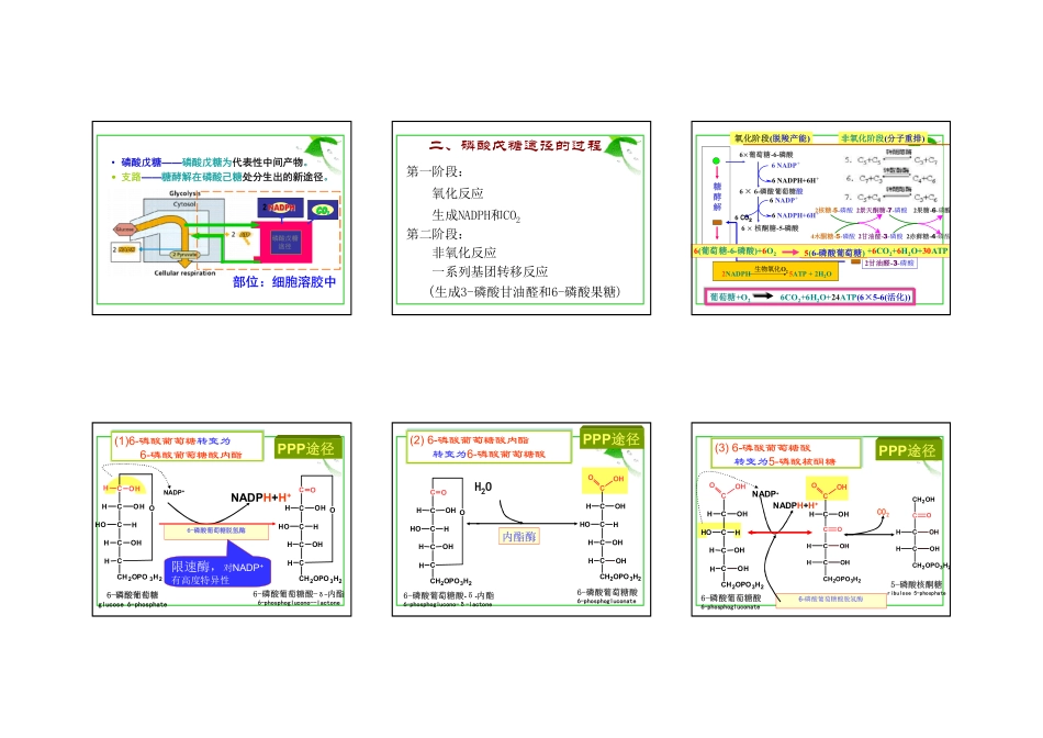 磷酸戊糖途径_第2页