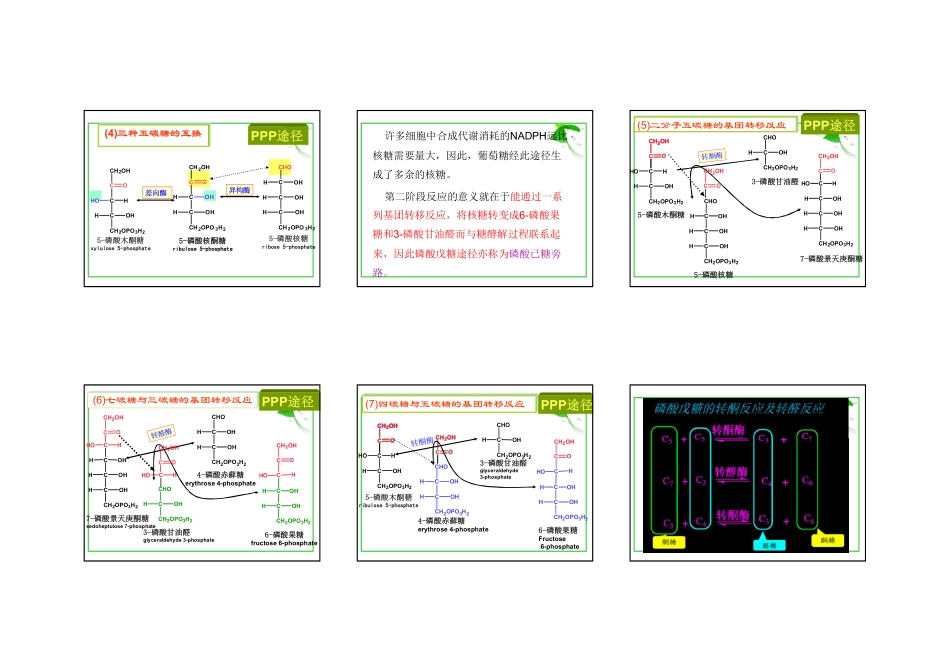 磷酸戊糖途径_第3页
