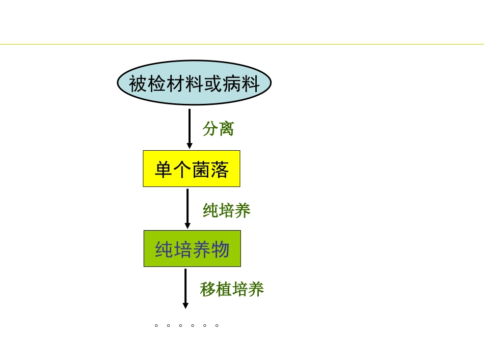 实验 细菌分离培养与培养性状观察_第3页