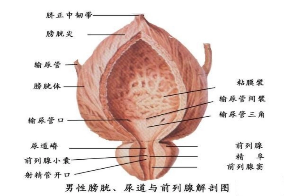 前列腺增生危害及最佳治疗方法_第3页