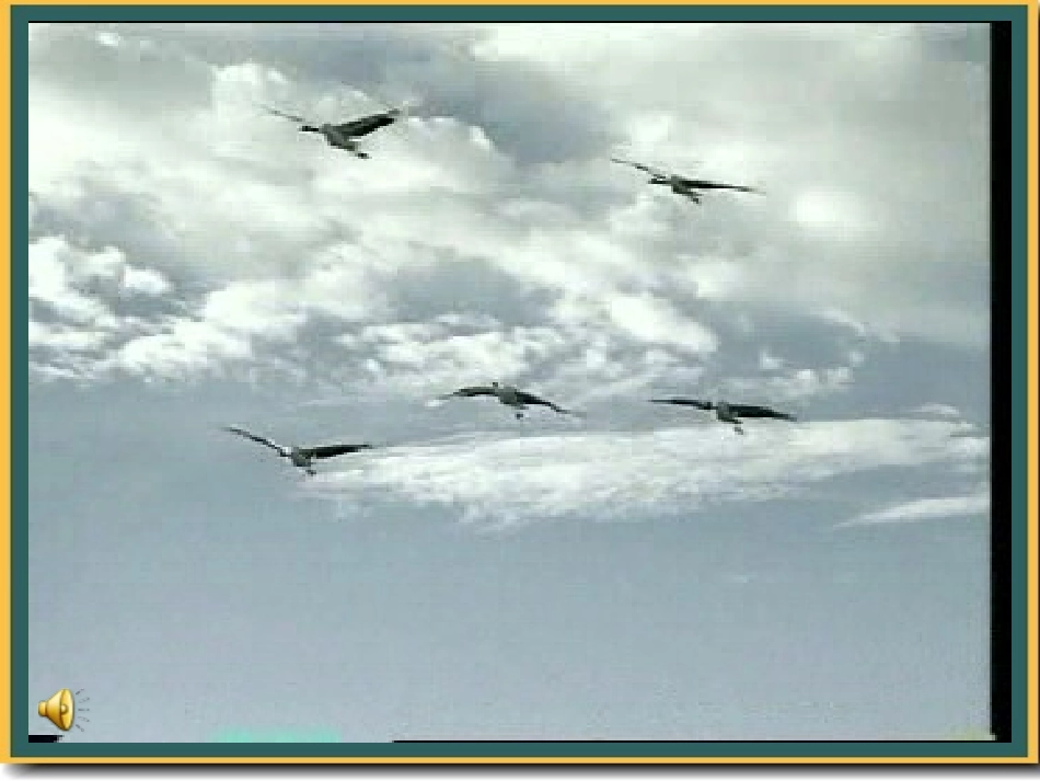 美丽的丹顶鹤2_第2页