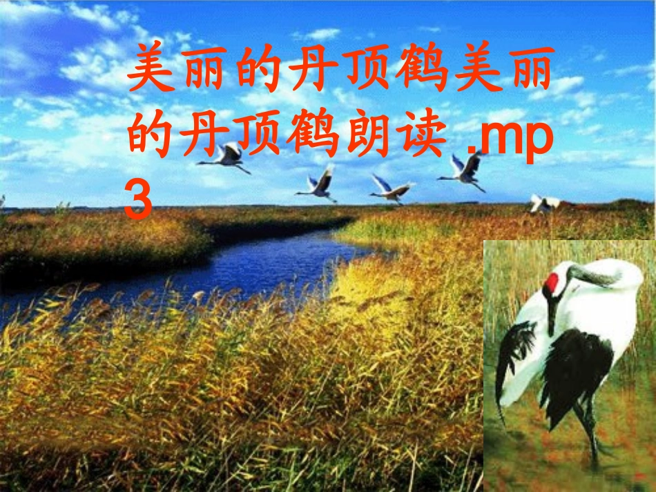 美丽的丹顶鹤2_第3页