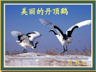 美丽的丹顶鹤2