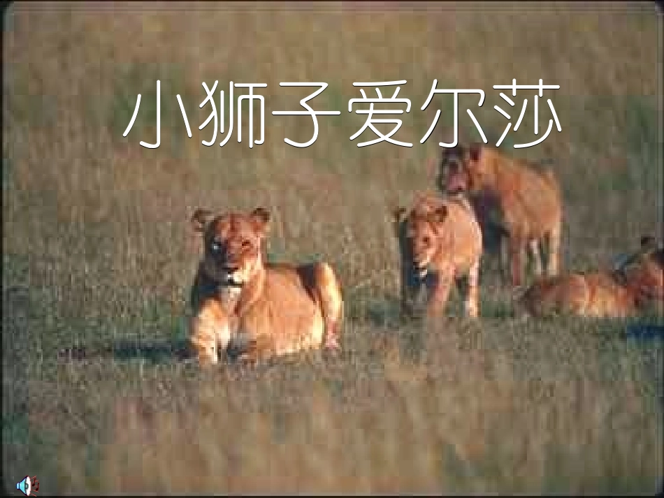 小狮子艾尔莎_第1页