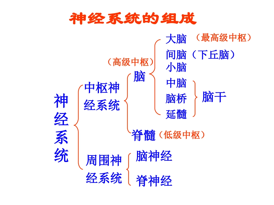 神经系统的分级调节1_第2页