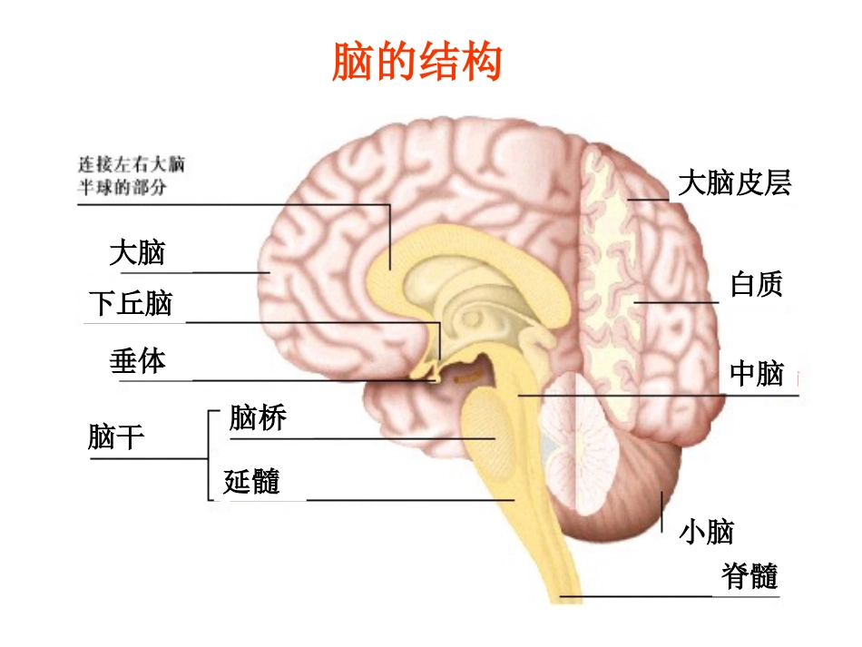 神经系统的分级调节1_第3页