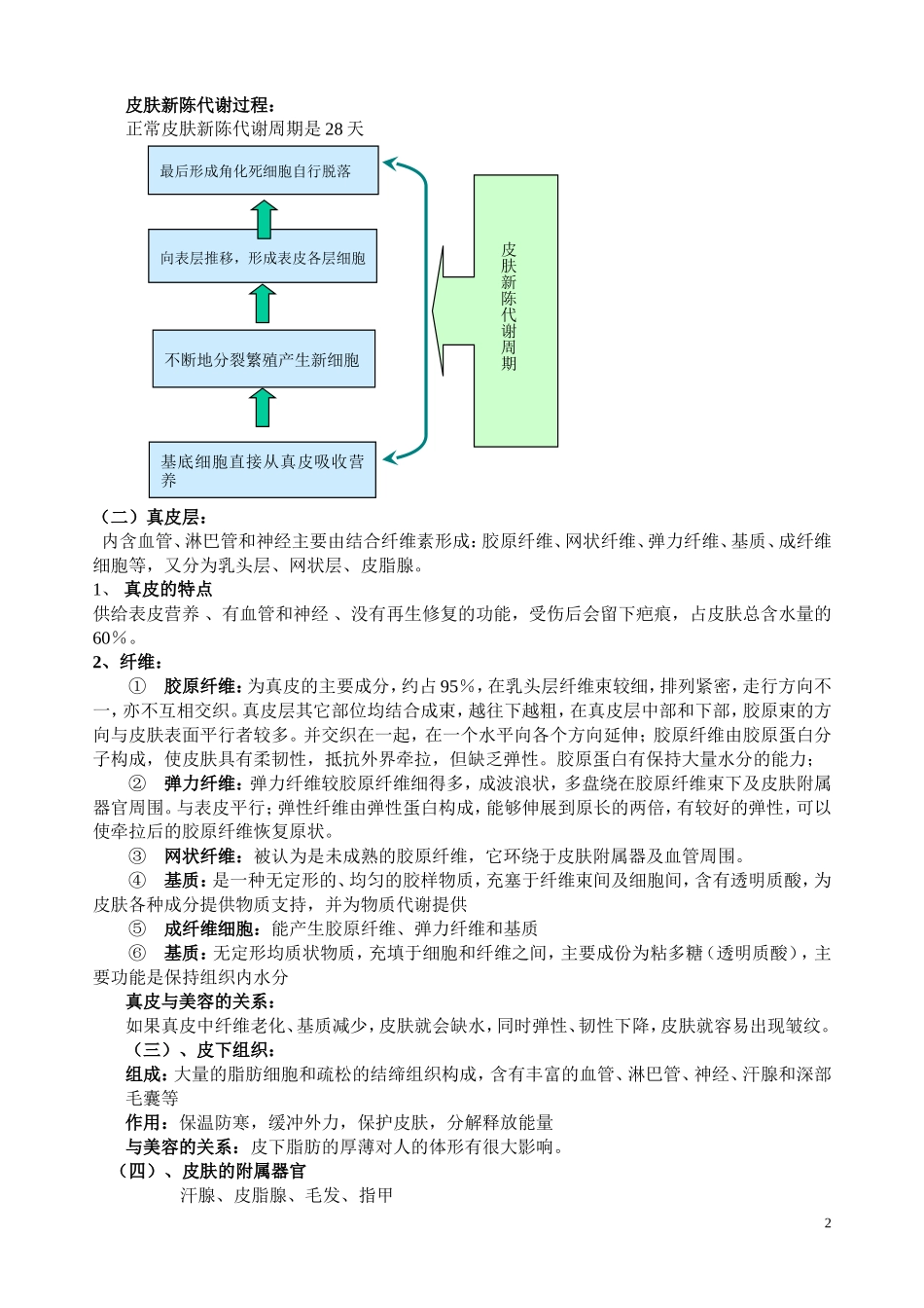 皮肤基础知识_第2页