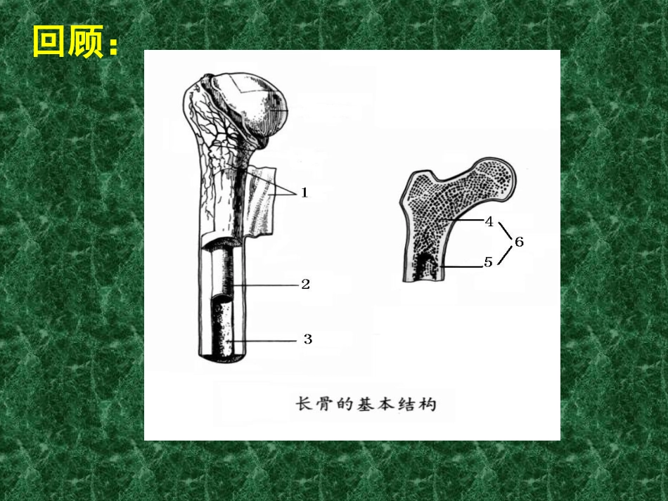动物运动的形成_第2页