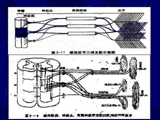 神经系统损害的定位诊断(3)