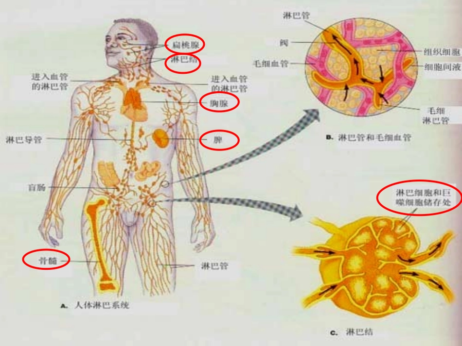 免疫对人体稳态的维持_第3页