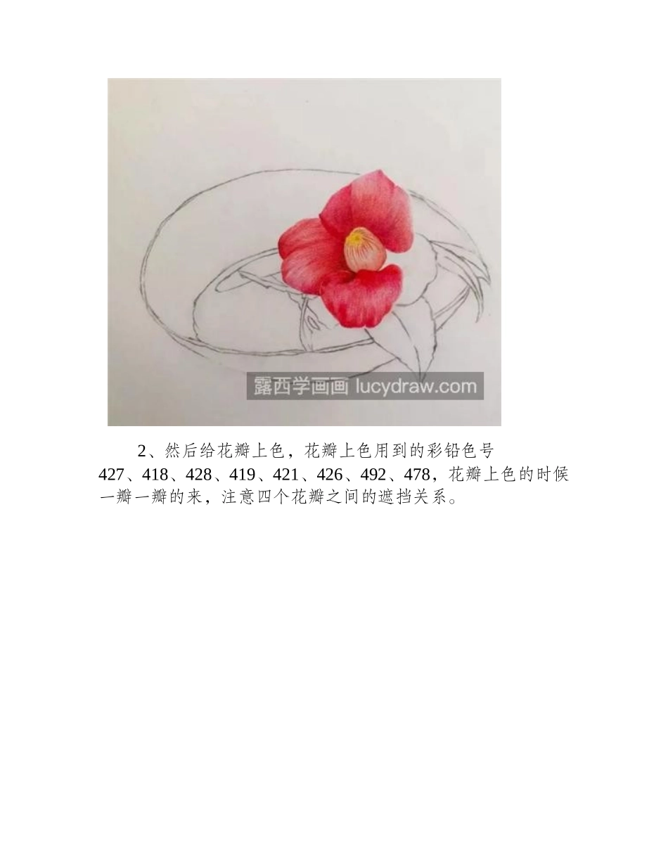 山茶花怎么画_教你画一朵鲜艳的山茶花彩铅画教程_第2页