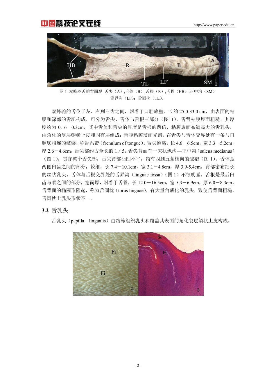 双峰驼舌的大体解剖和舌粘膜的组织学结构_第2页