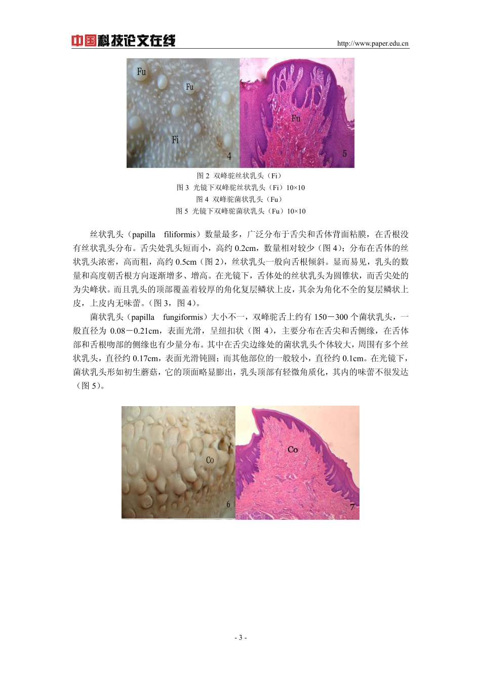 双峰驼舌的大体解剖和舌粘膜的组织学结构_第3页
