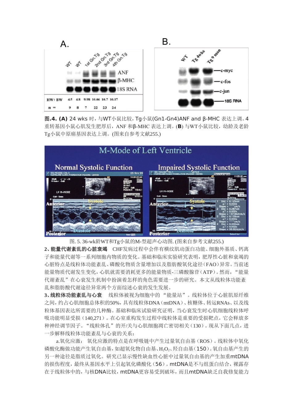 实验动物心肌肥厚模型_第3页