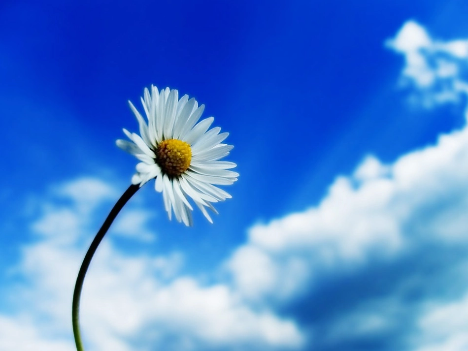 羚羊木雕上课用_第1页