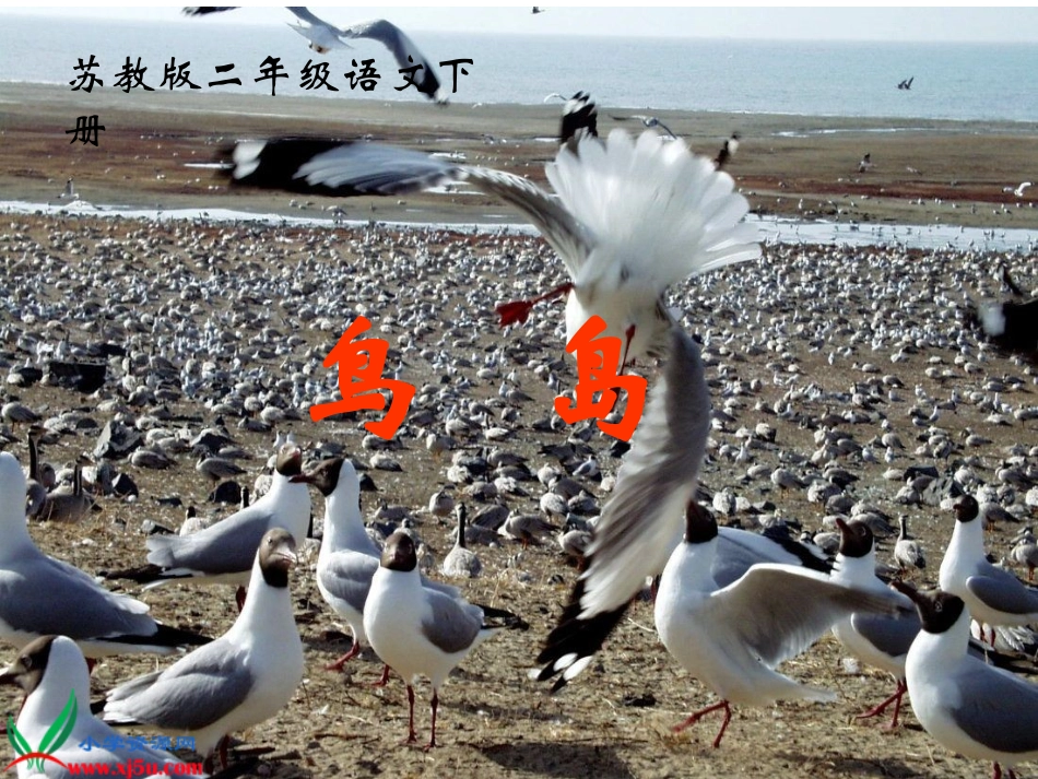 《鸟岛_1》PPT课件_第1页