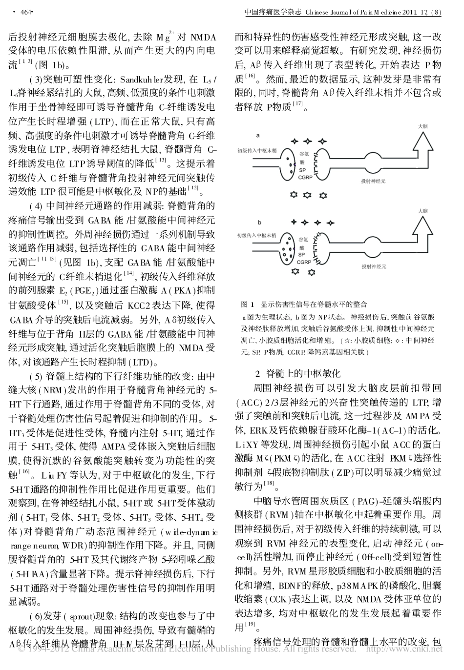 神经病理性疼痛的中枢敏化发病机制_第2页