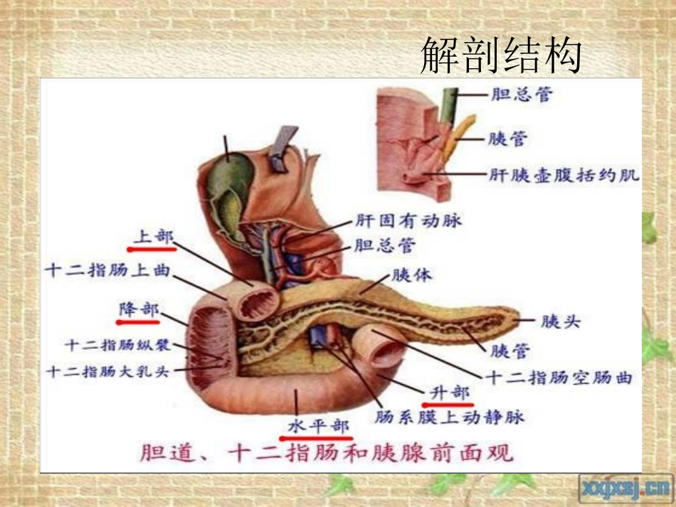 十二指肠溃疡_第3页