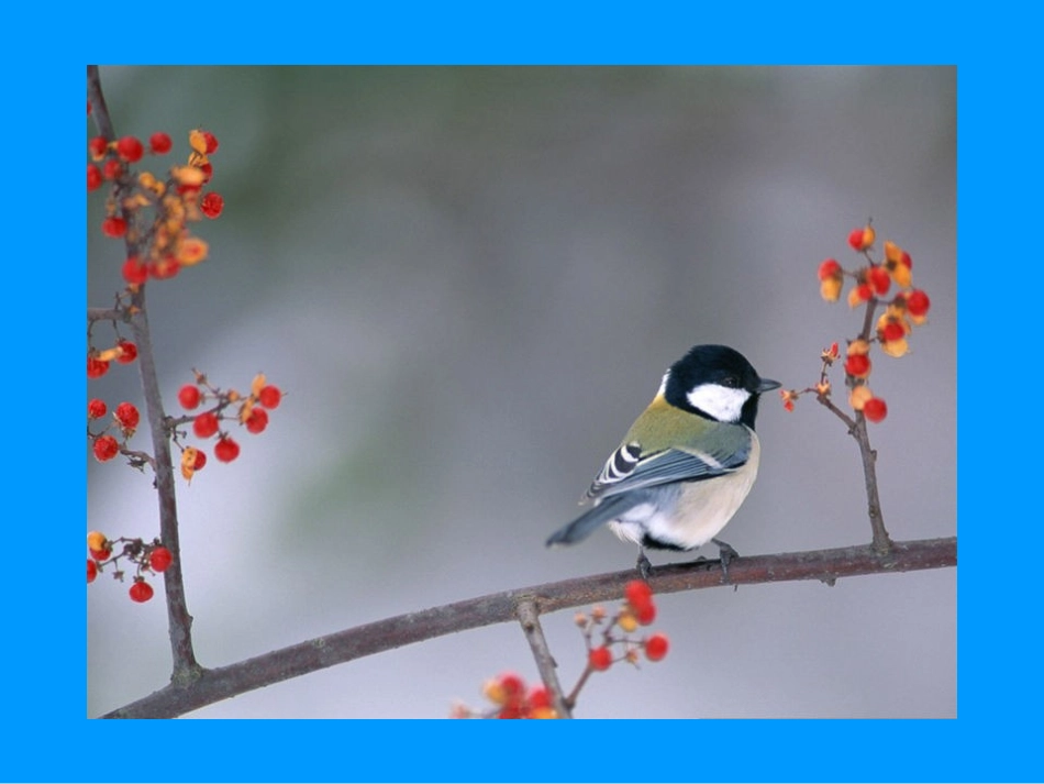 两只鸟蛋[1]公开课_第1页