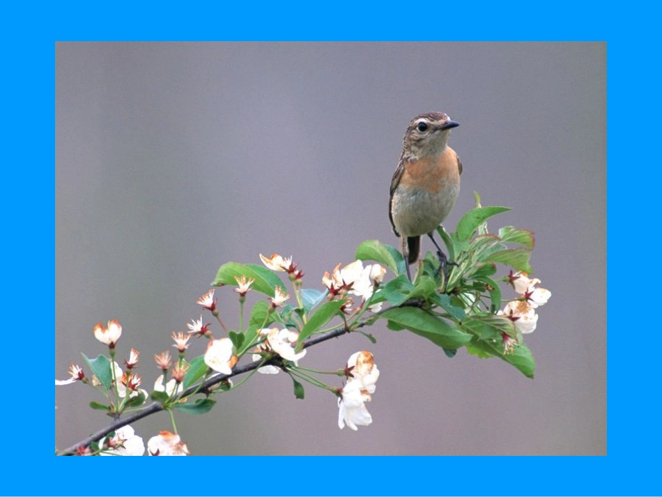 两只鸟蛋[1]公开课_第2页