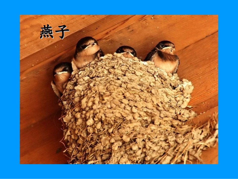 两只鸟蛋[1]公开课_第3页