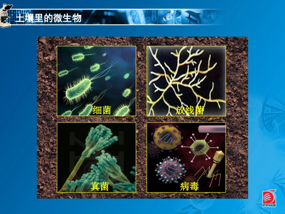 土壤里的微生物_第2页