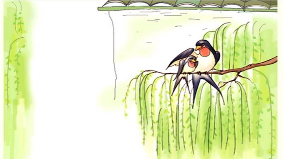 燕子教学课件 (2)_第3页