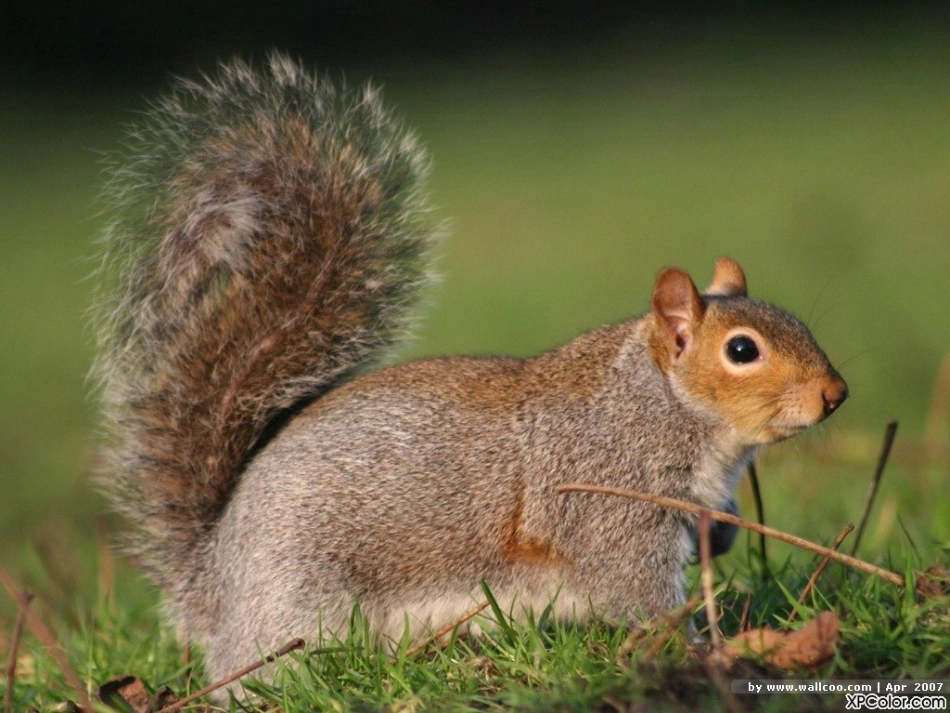 人教版五年级语文上册第三组《10松鼠》PPT课件_第1页