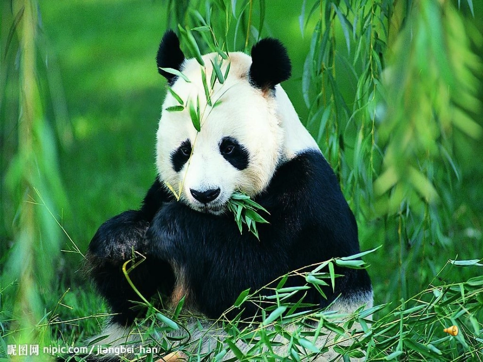 实验   观察人的口腔上皮细胞_第1页