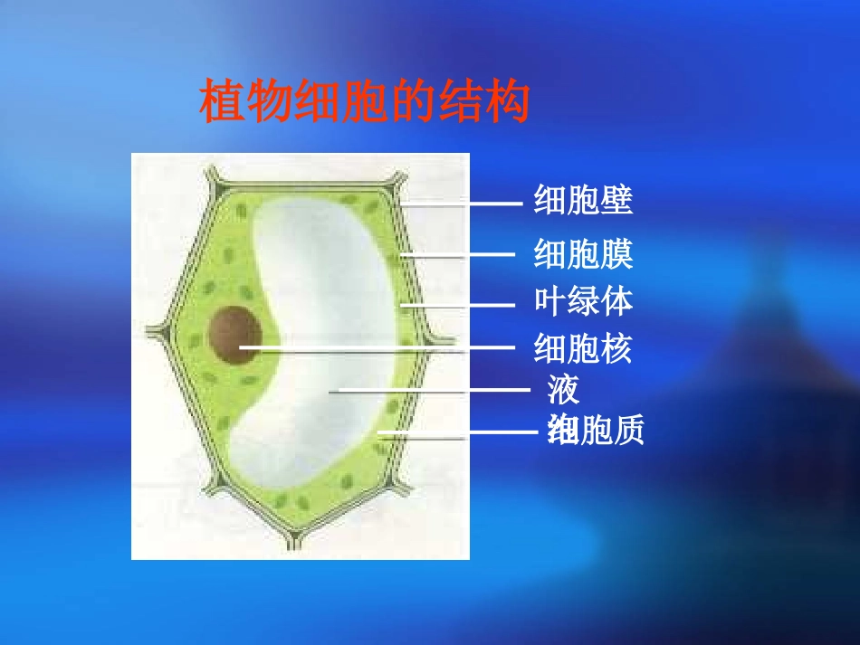 实验   观察人的口腔上皮细胞_第2页