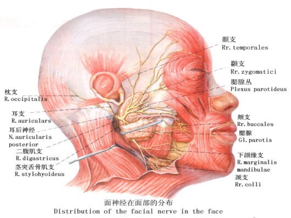 面神经疾病、耳及侧颅底肿瘤_第2页