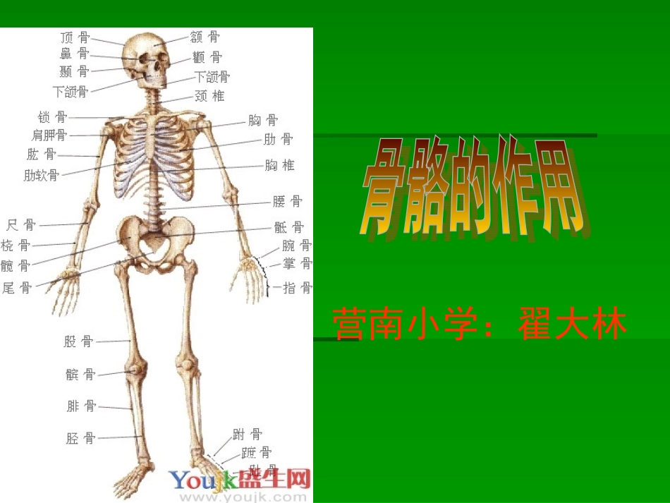 人体骨骼的作用_第1页