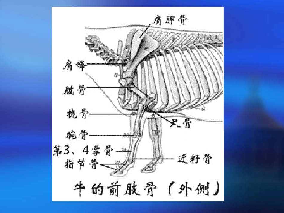 实习四、四肢骨_第3页