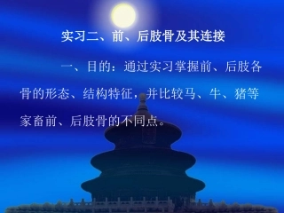 实习四、四肢骨