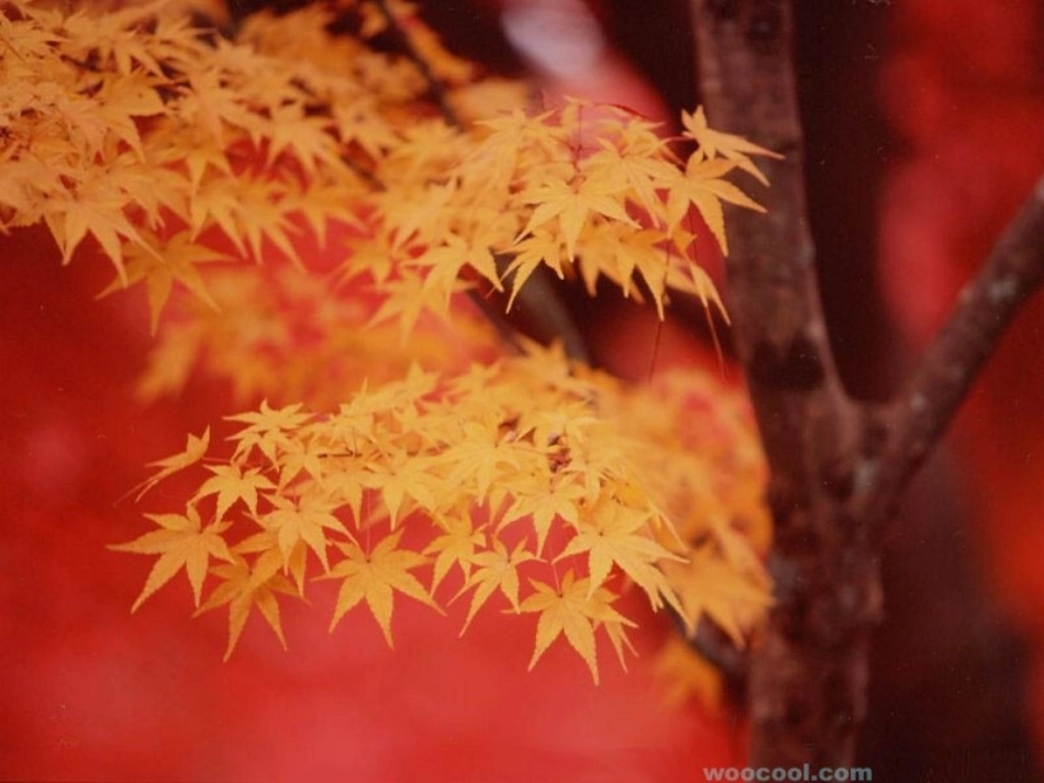 周海春课件14《秋天》_第2页