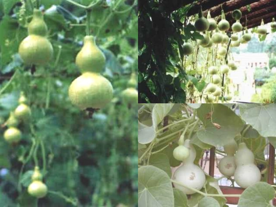 我要的是葫芦PPT课件_第3页