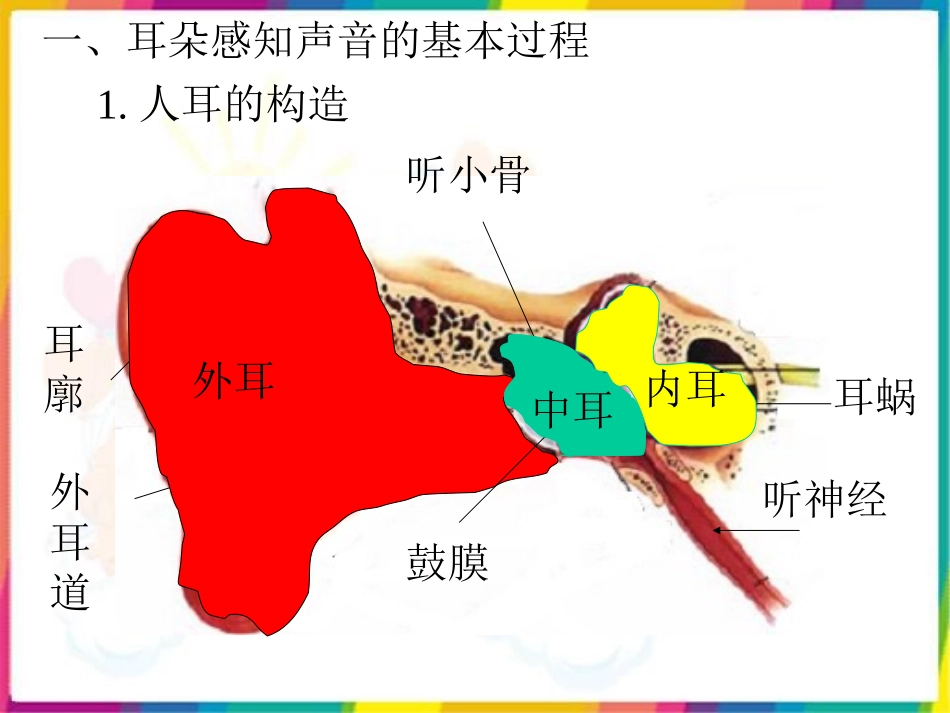 四年级科学上册《我们是怎样听到声音的》_第3页