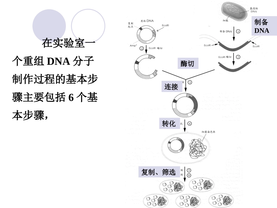 实验四--五 DNA连接与转化_第2页