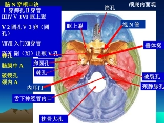 颅底中英文孔口诀