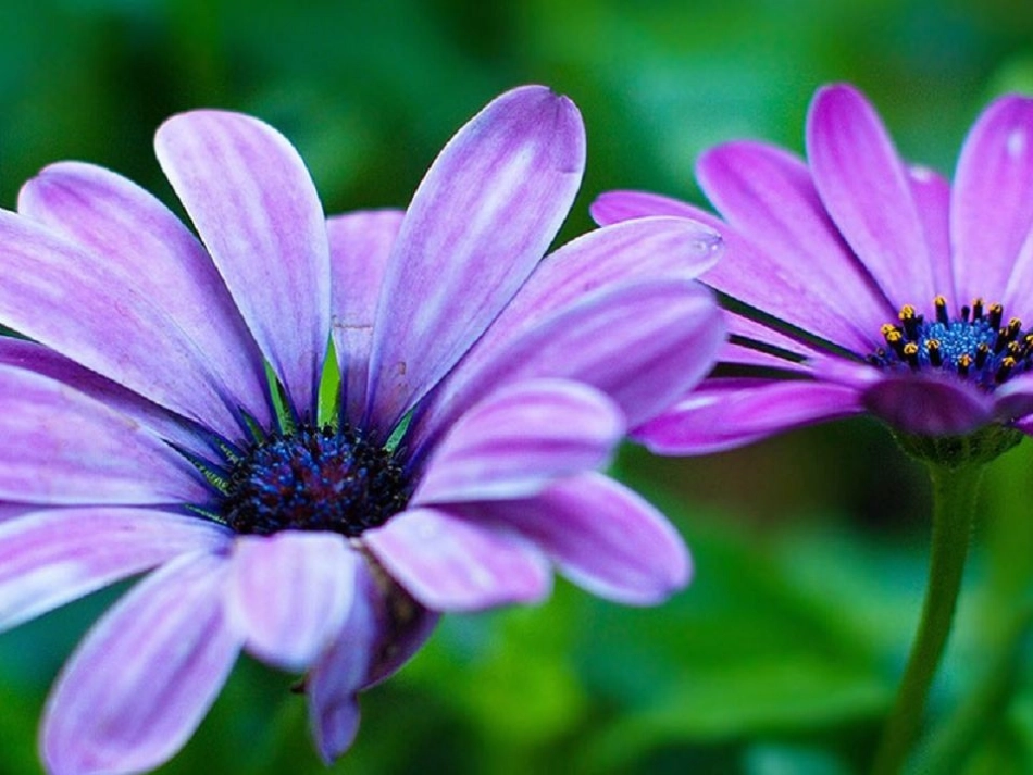 二年级下册语文古诗两首_第3页